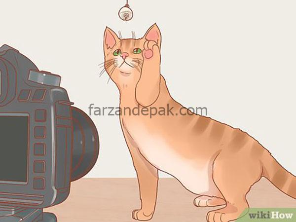 چگونه از گربه ها عکاسی کنیم